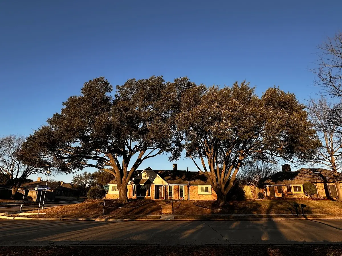 Established residential canopy tree shading a home in Sulphur Springs