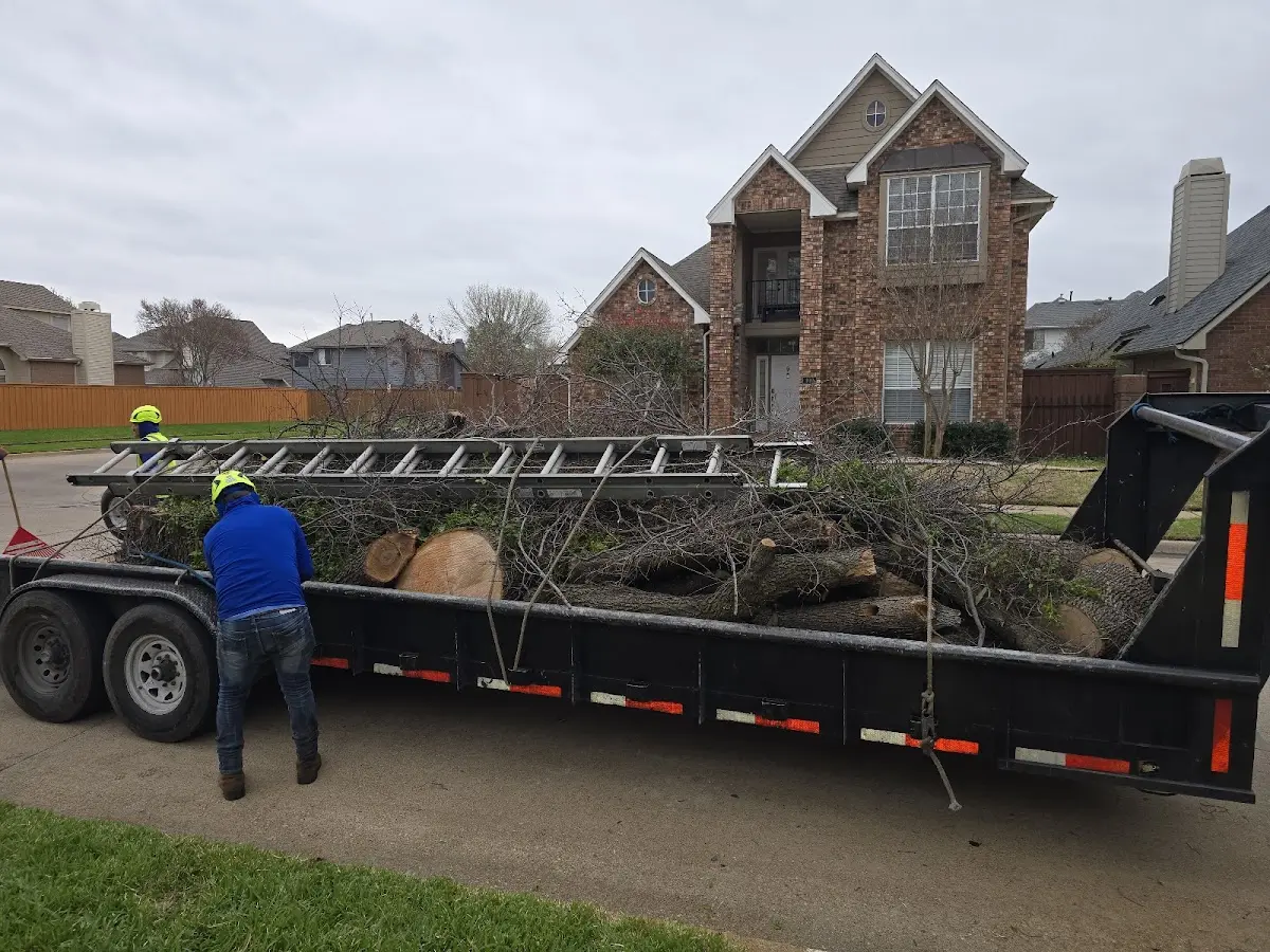 Expert Tree Removal with proper safety equipment in Sulphur Springs